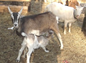 LaMancha Goat