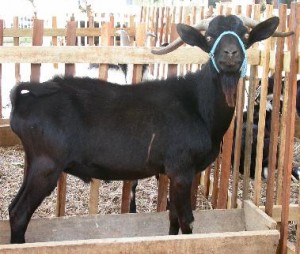Murcia-Granada Goat