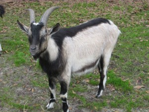 Alpine goat