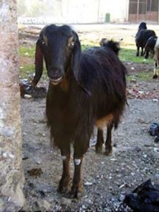 Anatolian Black goat