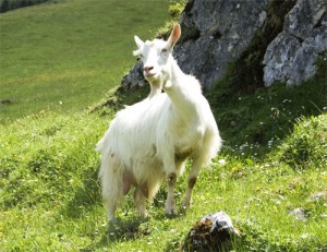 Appenzell goat