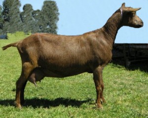 Australian Goat